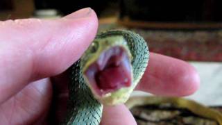 Atheris squamigera NZ 122009 feeding [upl. by Bent349]