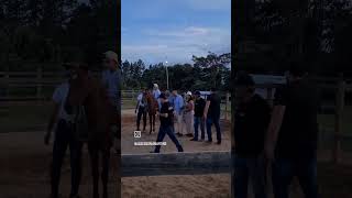 Dia de Campo Haras Barreiro abccmmoficial horse mangalargamarchador mangalargamarchador abccmm [upl. by Gilliette]