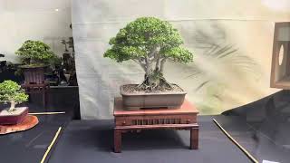 Shohin Bonsai Weekend 3 ya comenzó [upl. by Yevre]