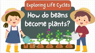 What is Germination How do bean plants grow Plant Germination [upl. by Albarran700]