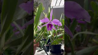 Cattleya maxima  huge flower on minute bulb [upl. by Guimond]