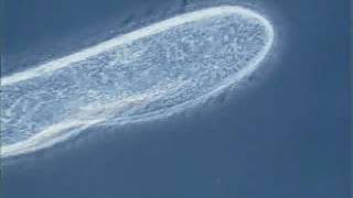 Paramecium cilia movement [upl. by Kerwon222]