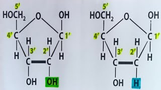 Pentose sugar  Ribose and deoxyribose difference  NEET needs [upl. by Alphonsa325]