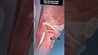 Pharynx  Epiglottis biology ncert digestion digestivesystem alimentarycanal humanphysiology [upl. by Rubbico]