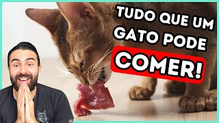 O Que Os Gatos Podem Comer Além de Ração [upl. by Keldon]