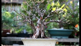 Shohin Ficus Bonsai [upl. by Phillie879]