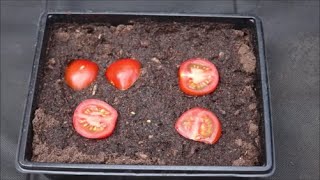 How to Grow Tomato Plants from Store Bought Tomatoes [upl. by Vola]