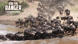 Mara River Wildebeest Crossing  Great Migration  Maasai Mara Safari  Zebra Plains [upl. by Airalav]