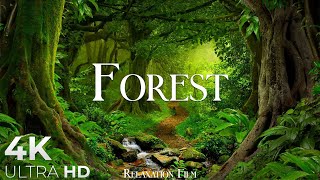 Forest 4K • Nature Relaxation Film • Peaceful Relaxing Music • 4k Video UltraHD [upl. by Attesor]