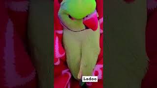 Please subscribe parrot birds cute parrottalking animals funny parroting petbird [upl. by Kielty503]