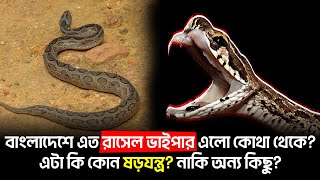 হঠাৎ দেশে কেন রাসেল ভাইপারের এমন উৎপাতআসল রহস্য কি Rasel vaipar  Rasel vaiper news [upl. by Reel176]