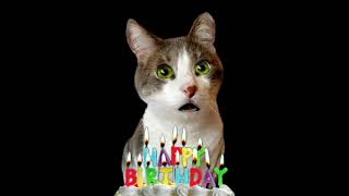 Katze singt Happy Birthday 🎂🎉 Geburtstagsliedlustige Katzenvideos 11 [upl. by Naegem169]