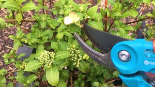 Hortensia snoeien Oud hout Nieuw hout Hoe moet ik het snoeien [upl. by Froh]