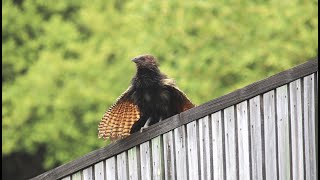 The Pheasant Coucal Different Calls  Townsville Australia [upl. by Odette]