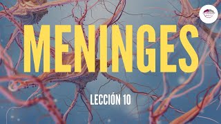 10 LAS MENINGES FISIOLOGÍA DEL SISTEMA NERVIOSO [upl. by Finnigan]