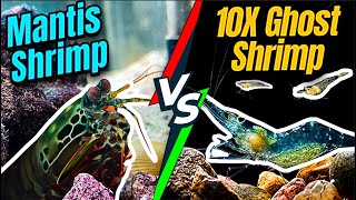 Mantis Shrimp VS 10 Shrimps INTENSE BATTLE [upl. by Anirbys]