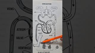 blood circulation in 1 min bloodcirculatorysystem biology humanheart [upl. by Auqenahs]