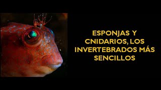 ESPONJAS Y CNIDARIOS LOS INVERTEBRADOS MÁS SENCILLOS [upl. by Farly]