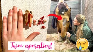 Marleys operaties amp alles gaat FOUT deze week   felinehoi WEEKVLOG 308 [upl. by Rama128]