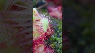 Sundew Drosera burmannii catches a fly carnivore shorts sundew [upl. by Patrizius]