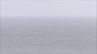 Humpback Whale Slapton Sands Devon Dave Foot [upl. by Novyart631]