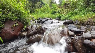 The sound of flowing river water chirping birds and green plants for relaxation deep sleep amp study [upl. by Allison274]