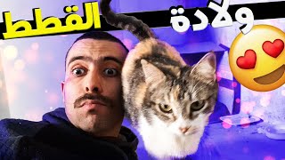 قطة ولدات 🐈 ليا في دار نهار العيد مفاجئة كانت قوية 😧 [upl. by Anihsak231]