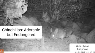 Chinchillas Adorable but Endangered [upl. by Ireva]