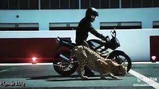 Race Tigers vs bike songs satisfya 2019 [upl. by Culbertson621]