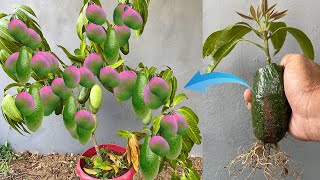 How to propagate Mango with​ Butter from cuttingcrafting idea mango and butter [upl. by Adnwahsat]