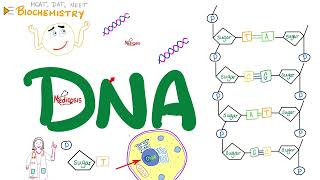 DNA 🧬 Structure amp Function  Nucleosides amp Nucleotides  Biochemistry amp Biology Series [upl. by Anuahs]