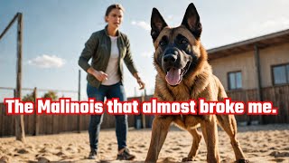 I Bought a HighMaintenance Belgian Malinois and LIVED to Regret It  Dog Training [upl. by Nessah]