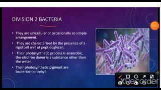 Bacterial classification Bergeys Manual MSc BSc Microbiology Zoology [upl. by Hazrit297]