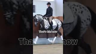 Totilas and Spotilas edit 😔💓 OritheAraber dead totilas spotilas dressage viral [upl. by Yehudit413]