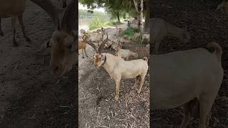 Markhor Bakra viralshorts [upl. by Aleekat132]