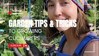 Garden tips and tricks to growing cucumbers in small space gardens [upl. by Nosydam58]