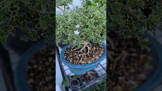 Serissa Bonsai garden bonsai plants shorts gardening nature love relaxing love [upl. by Ij]