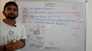 Cytokinin Signalling PathwayPhytohormoneCSIR NET In Hindi [upl. by Damicke]