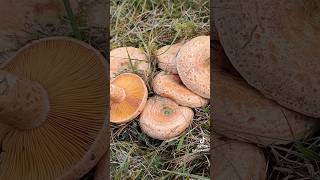 pilzesammeln schwammerl kiefer kiefernreizker edel reizker edelreizker lactarius delicious [upl. by Aicsile468]