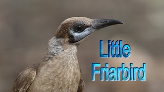 Friarbird Little [upl. by Ramak94]