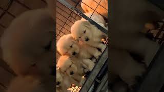 Puppy’s First Day Home A New Adventure Begins puppy funny pets cute [upl. by Eatnohs]