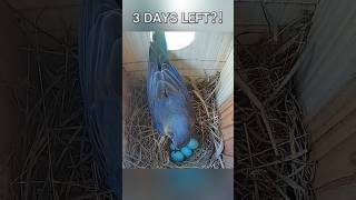 They could HATCH in 3 days 🐣💙 bluebirds nest birdbox birdwatching chicks hatching [upl. by Dranreb]