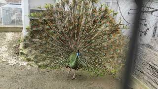 Java green peacock courtship in January [upl. by Ahearn398]