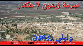 Meknes Ferme olives 7 hectares فيرمة زيتون [upl. by Hsirrap]