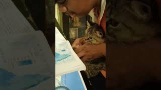 Randi Babu randi song song music dj folkmix cat randi Babu song cat doing study LOLBrainRot [upl. by Argela]