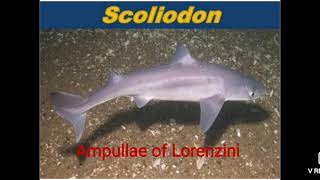 Ampullae of Lorenzini of Scoliodon BScII YearZoology Paper 1 [upl. by Enytsirk35]