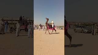 Camel dance [upl. by Flanna]