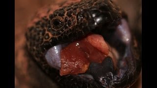 Close Encounter With a Gila Monster [upl. by Aropizt371]