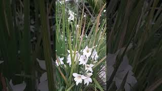 GladiolusGladioli flowers garden plants nature ep11 [upl. by Suryt]