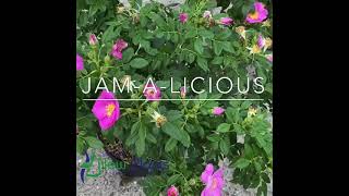 Rosa rugosa JamaLicious [upl. by Enytsirk]